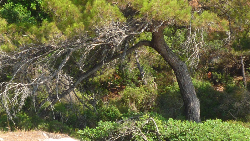 Kabak (52)